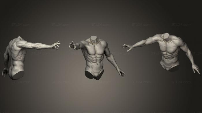 Anatomy of skeletons and skulls (Torso With Arms 944, ANTM_1137) 3D models for cnc